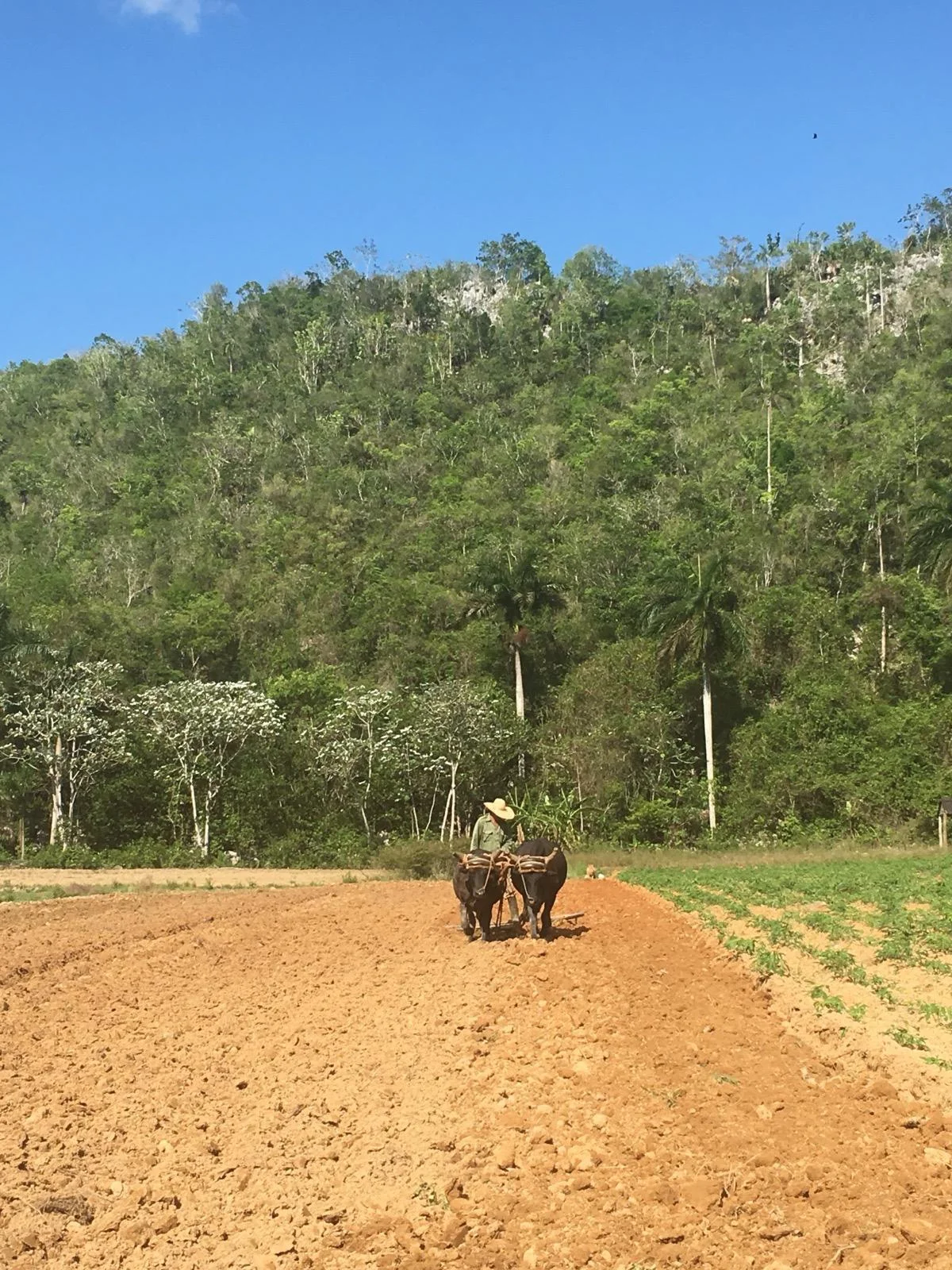 A farmer ploughing red earth with two oxen in the Viñales valley, a wooded mogote rising behind